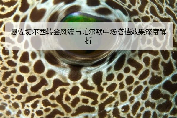 恩佐切尔西转会风波与帕尔默中场搭档效果深度解析